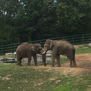 Meet your Posher, Desirae